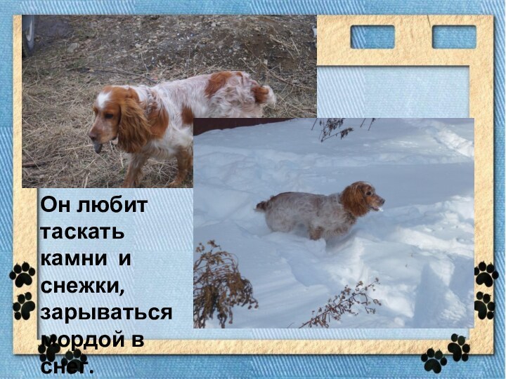 Он любит таскать камни и снежки, зарываться мордой в снег.