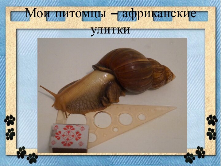Мои питомцы – африканские улитки