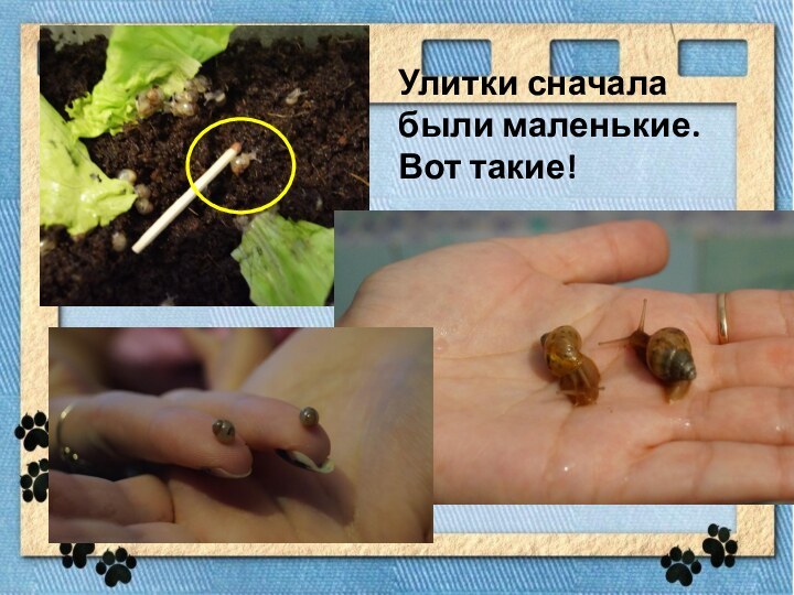 Улитки сначала были маленькие. Вот такие!