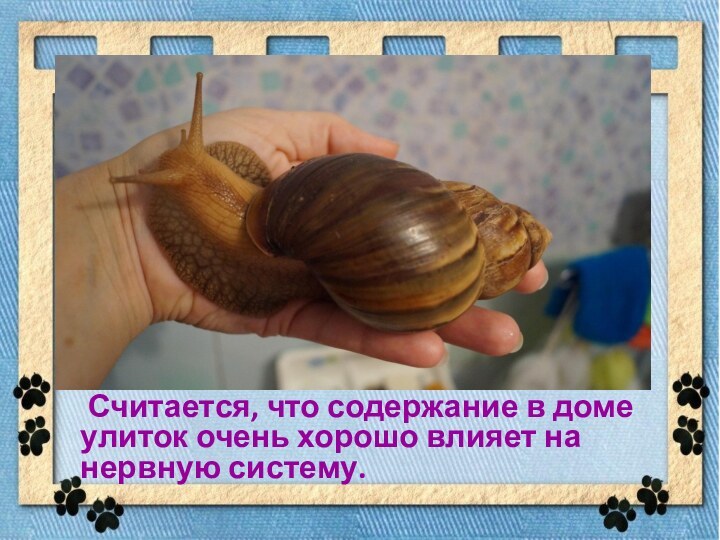 Считается, что содержание в доме улиток очень хорошо влияет на нервную систему.