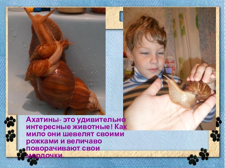 Ахатины- это удивительно интересные животные! Как мило они шевелят своими рожками и