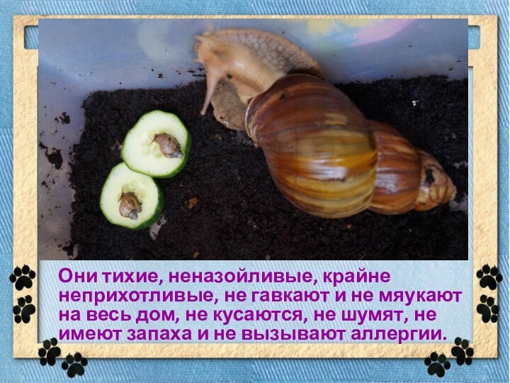 Они тихие, неназойливые, крайне неприхотливые, не гавкают и не мяукают на весь