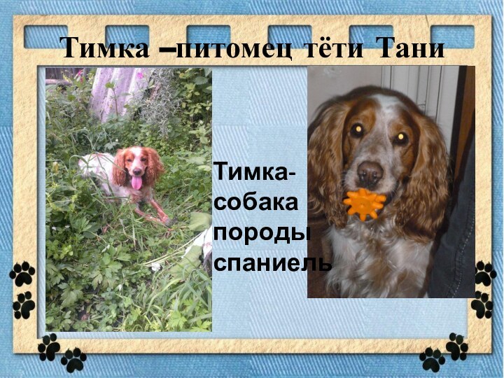 Тимка –питомец тёти ТаниТимка- собака породы спаниель