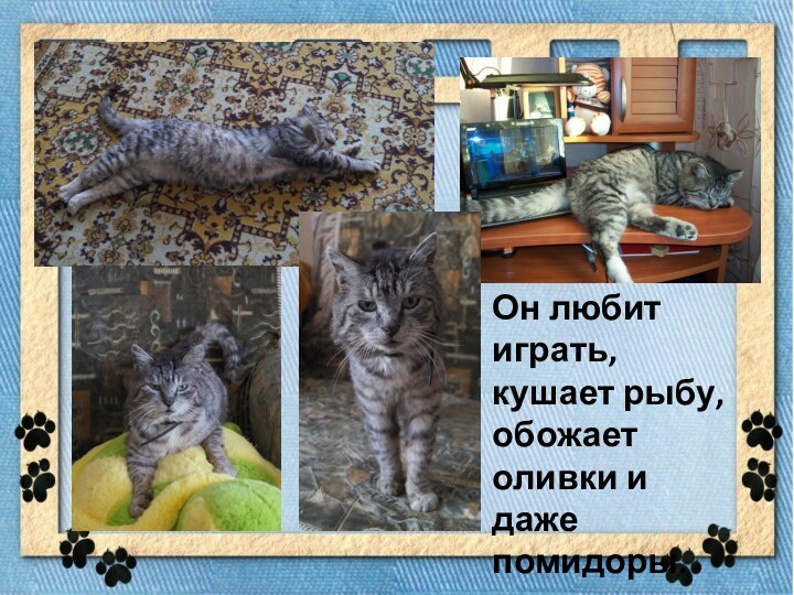 Он любит играть, кушает рыбу, обожает оливки и даже помидоры.