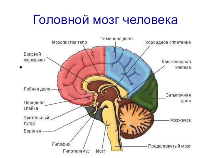 Головной мозг человекаГоловной мозг человека