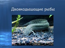Презентация по биологии на тему Двоякодышащие рыбы (7 класс)