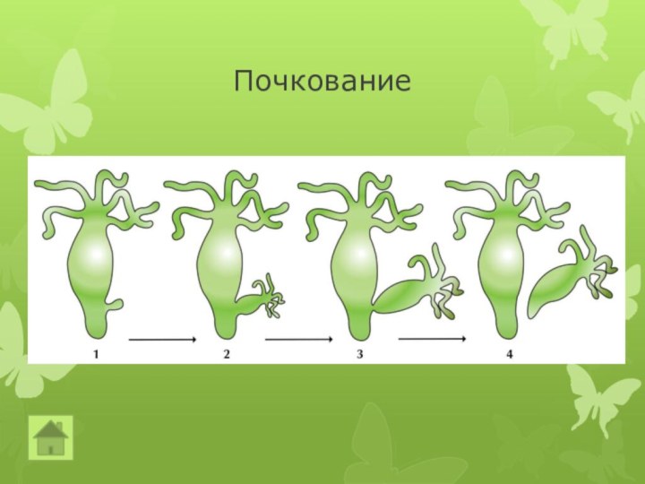 Почкование примеры. Почкование мембраны. Почкование примет. Почкование строчка. Кроссворд вегетативное размножение.