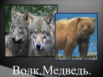 Презентация по биологии на тему Медведь, Волк коррекционная школа VIII вида