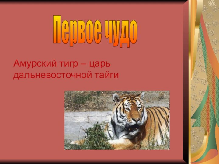 Первое чудо Амурский тигр – царь дальневосточной тайги