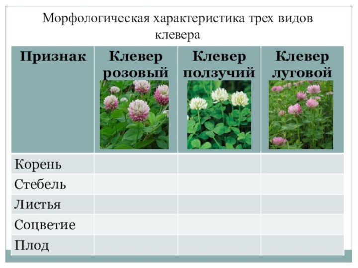 Морфологическая характеристика трех видов клевера