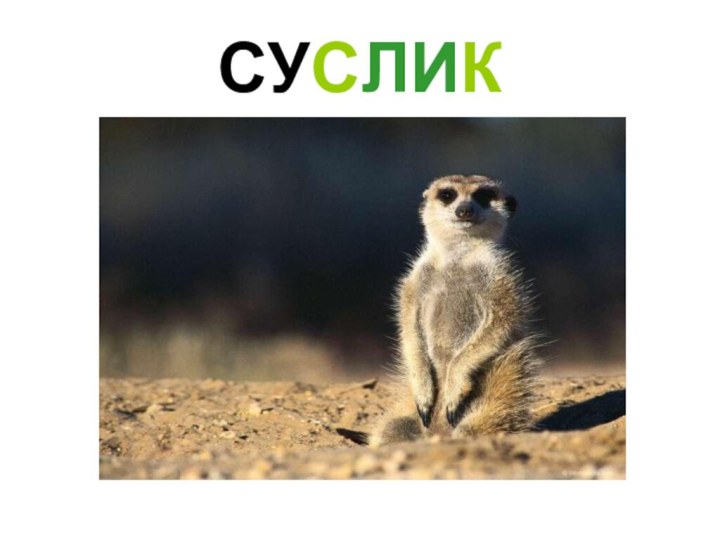 СУСЛИК