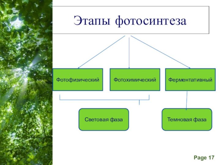 Этапы фотосинтеза Фотофизический ФотохимическийФерментативныйСветовая фаза Темновая фаза