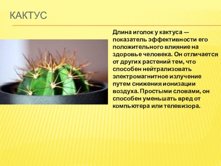 Кактус Длина иголок у кактуса — показатель эффективности его положительного влияние на