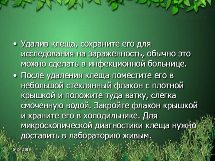 Удалив клеща, сохраните его для исследования на зараженность, обычно это можно сделать