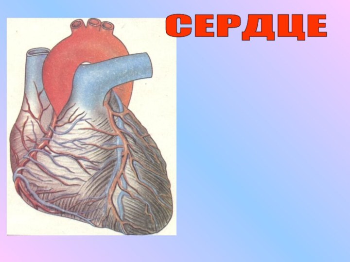 СЕРДЦЕ