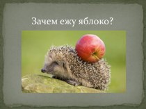 Презентация: Зачем ежу яблоко?