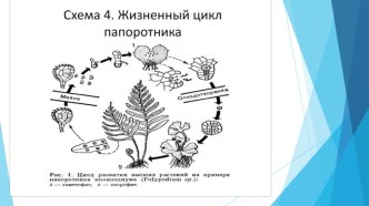 Презентация по теме Бесполое размножение организмов 10 класс