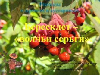 Рассказы о деревьях и кустарниках. Бересклет - волчьи серьги.