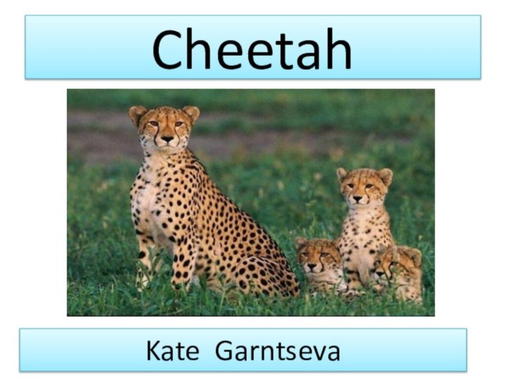 CheetahKate Garntseva