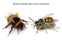 Материал к урокам по ОБЖ. Презентация Первая помощь при укусе насекомых