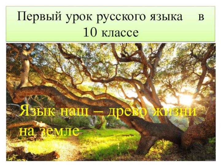 Язык наш – древо жизни на землеПервый урок русского языка  в 10 классе