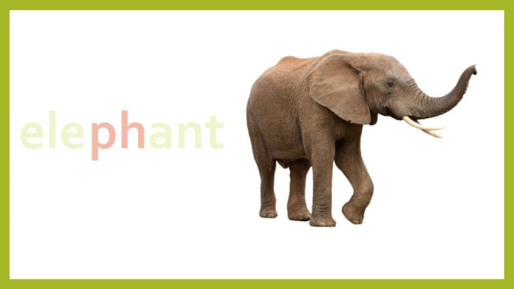 elephant