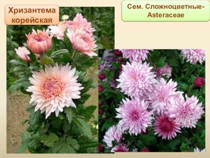 Хризантема корейскаяСем. Сложноцветные- Asteraceae