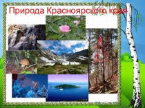 Презентация Природа Красноярского края