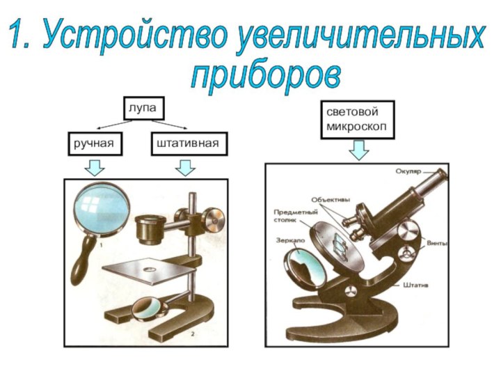 1. Устройство увеличительныхприборовлупасветовоймикроскопручнаяштативная