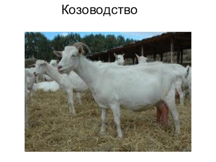 Козоводство