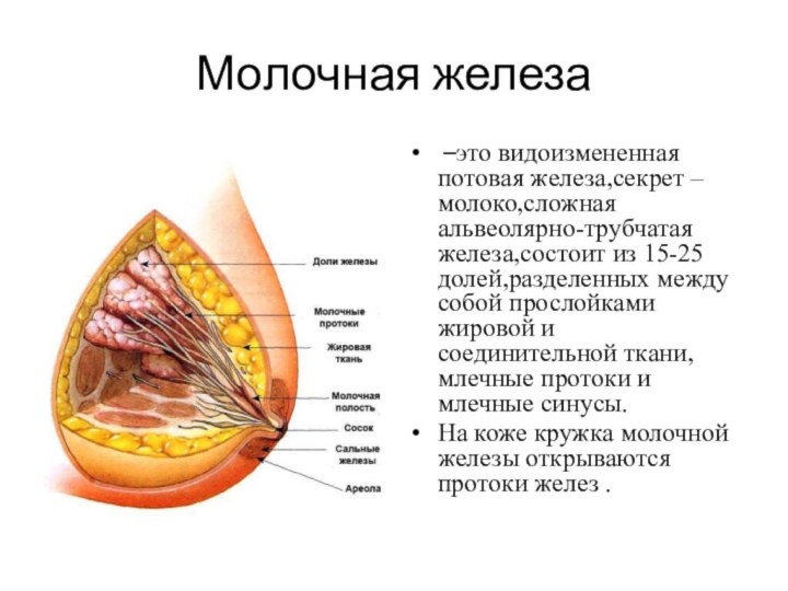 Молочная железа –это видоизмененная потовая железа,секрет –молоко,сложная альвеолярно-трубчатая железа,состоит из 15-25 долей,разделенных