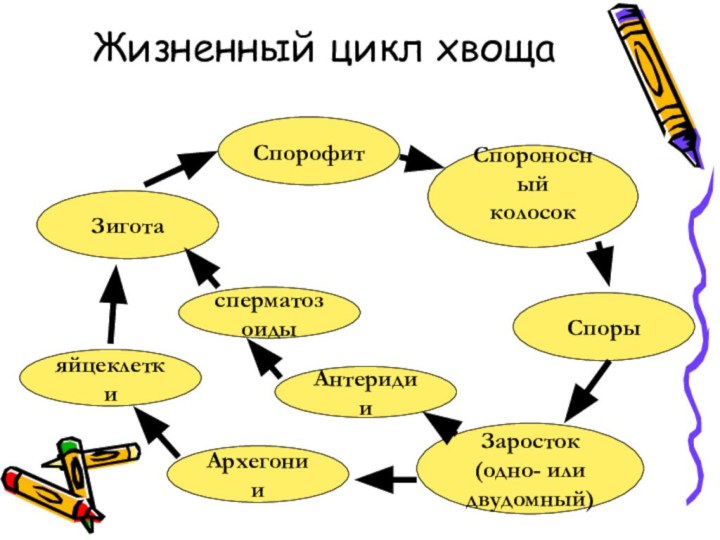 Жизненный цикл хвощаСпорофитСпороносныйколосок Споры Заросток (одно- или двудомный)АнтеридииЗигота Архегониисперматозоидыяйцеклетки