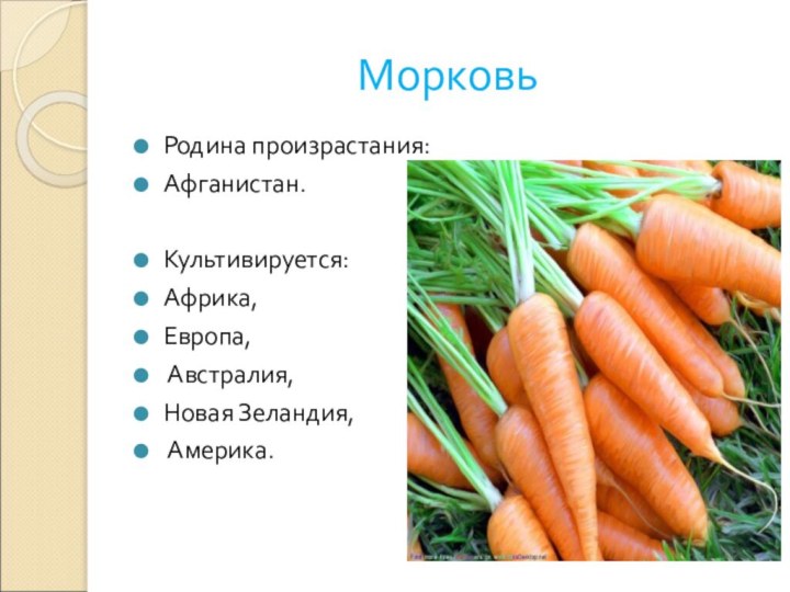 Морковь относится к группе. Родина моркови. Морковь для презентации. Интересные факты о моркови. Родина морковки.