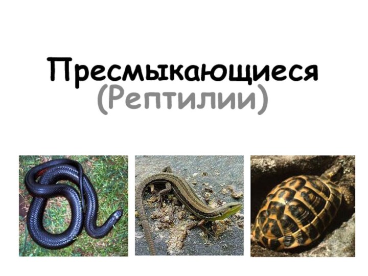 Пресмыкающиеся(Рептилии)