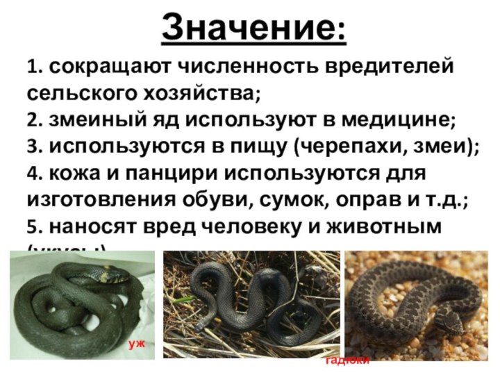 Значение:1. сокращают численность вредителей сельского хозяйства;2. змеиный яд используют в медицине;3. используются