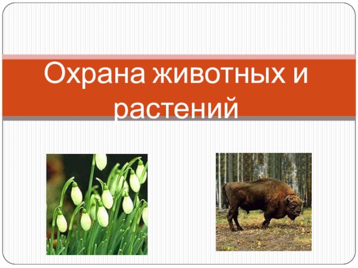 Охрана животных и растений