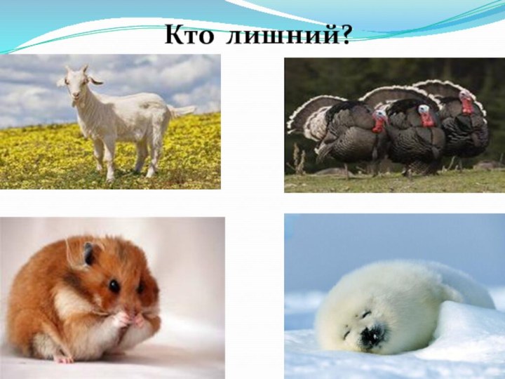 Кто лишний?