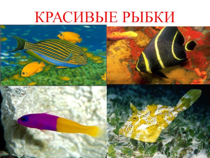 КРАСИВЫЕ РЫБКИ