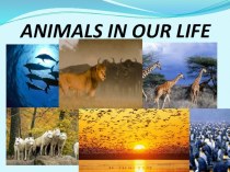 Презентация по английскому языку на тему Животные в нашей жизни (6 класс)