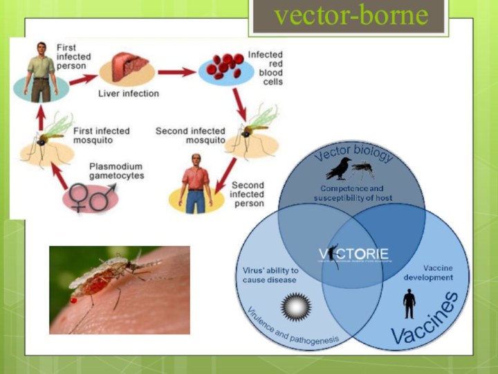 vector-borne