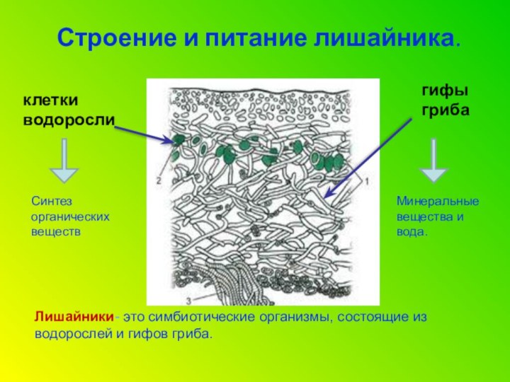 Тело лишайника состоит из гриба и водоросли. Строение лишайника 5 класс биология. Клеточное строение лишайника. Внутреннее строение лишайников. Строение лишайника 5.