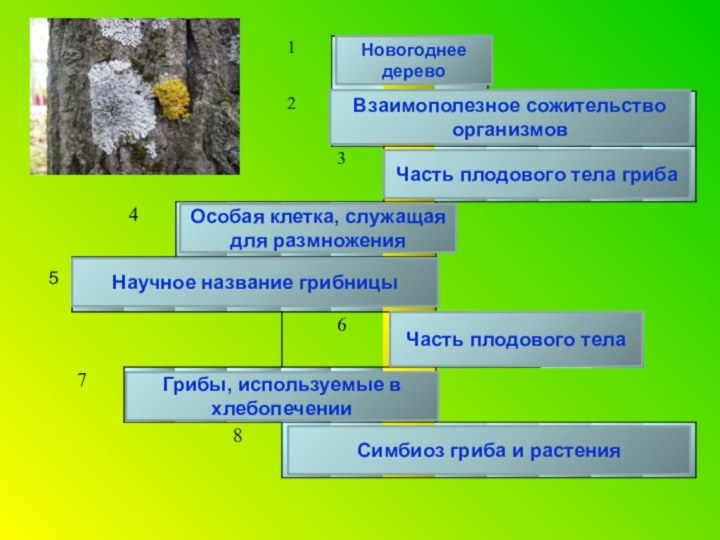 Лишайники комплексные симбиотические организмы 5 класс презентация