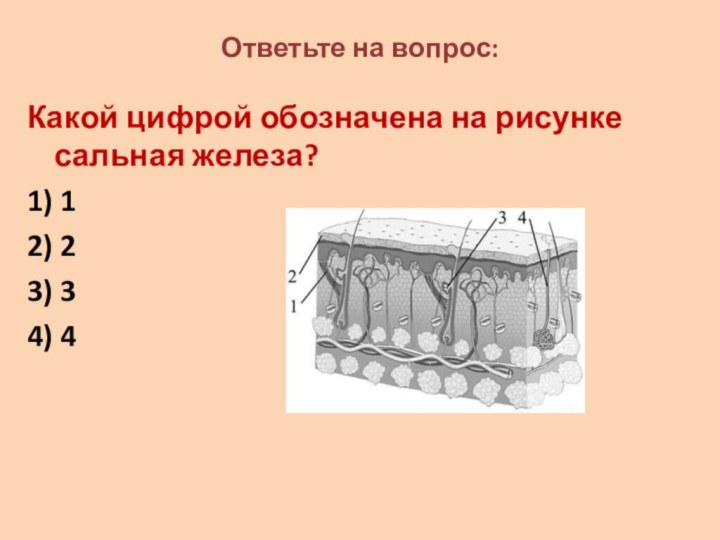 Ответьте на вопрос:Какой цифрой обозначена на рисунке сальная железа?1) 12) 23) 34) 4