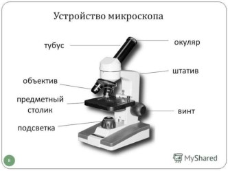 Презентация Разбор заданий ВПР по биологии для 6 класса