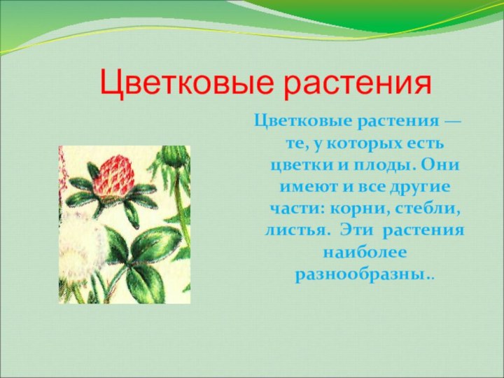 Доклад про растение 3 класс. Цветковые растения доклад. Цветковые растения презентация. Цветковые растения окружающий мир. Сообщение о цветковых растениях.