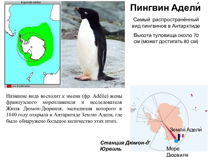 Пингвин Адели́Самый распространённый вид пингвинов в АнтарктидеНазвание вида восходит к имени (фр.