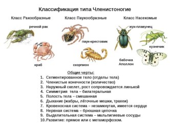 Презентация по биологии на тему Членистоногие (7класс)