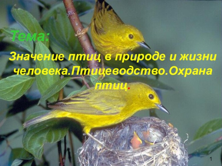 Тема:      1Значение птиц в природе и жизни человека.Птицеводство.Охрана птиц.