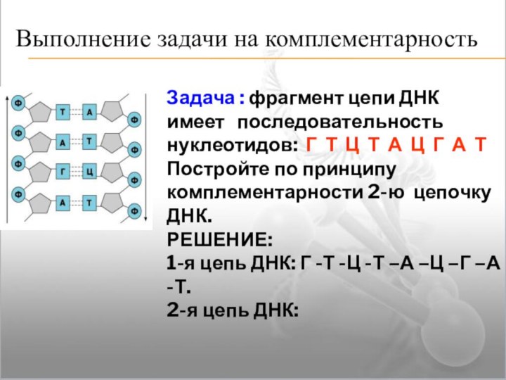 Выполнение задачи на комплементарностьЗадача : фрагмент цепи ДНК имеет  последовательность нуклеотидов: