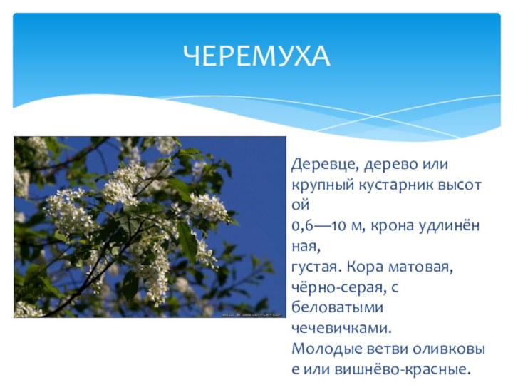 Деревце, дерево или крупный кустарник высотой 0,6—10 м, крона удлинённая, густая. Кора матовая, чёрно-серая, с беловатыми чечевичками. Молодые ветви оливковые или вишнёво-красные.ЧЕРЕМУХА